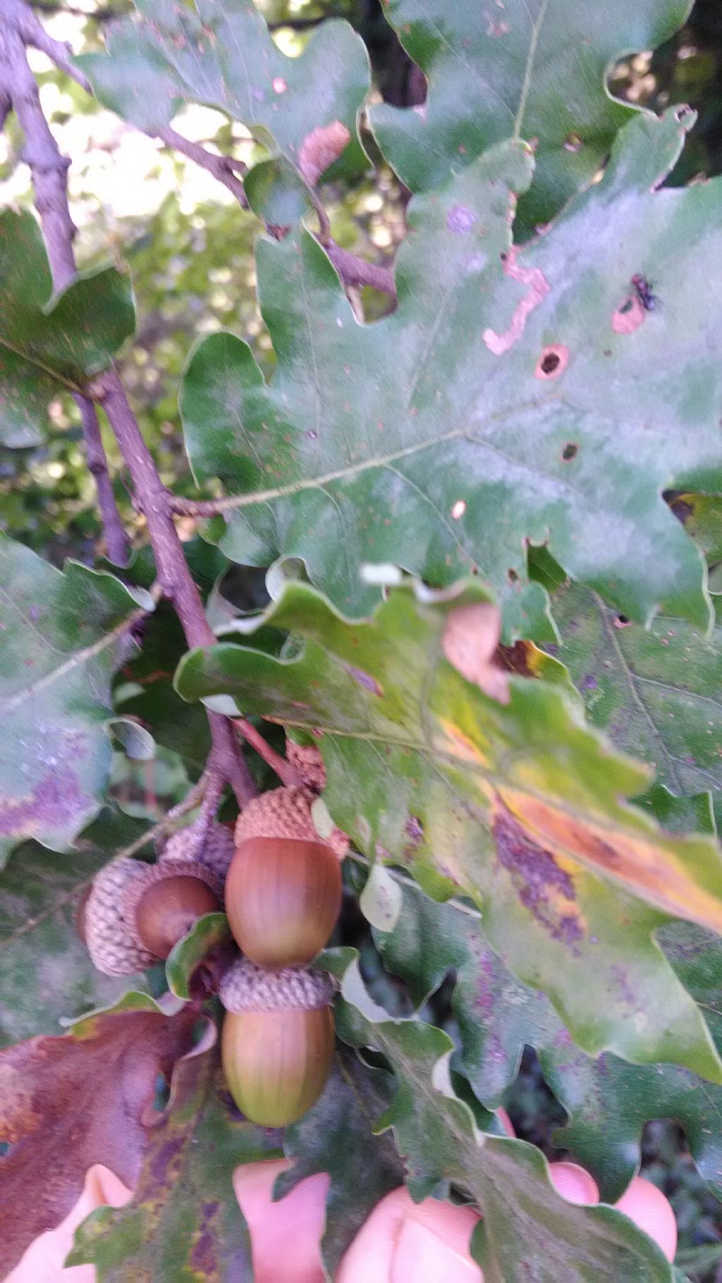 quercia di identificare